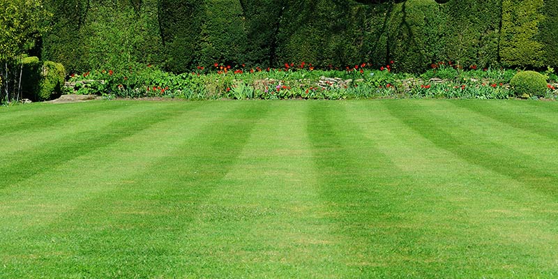 Best grass for clearance lawn